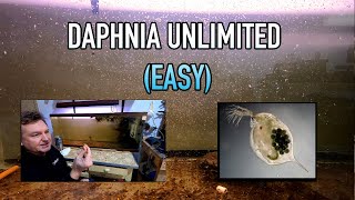 How I Raise Daphnia Water Fleas And You Can Too [upl. by Arahsit]