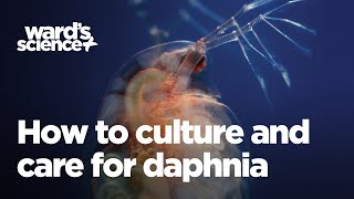 Caring and Culturing for Daphnia [upl. by Mill]