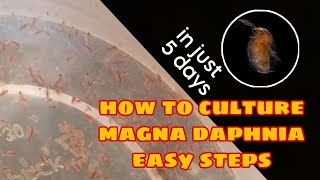 How to Culture Magna Daphnia Easily [upl. by Francyne]