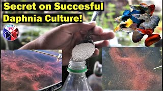 How to Culture Daphnia Successfully [upl. by Ynneh]