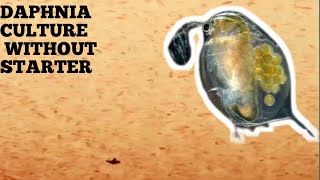 HOW TO CULTURE DAPHNIA NATURALLY WITHOUT A STARTER [upl. by Cooley765]