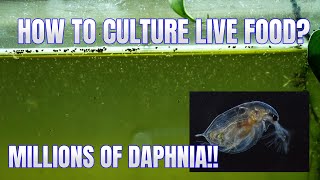 How to Culture Daphnia Secret Method to Breed MILLIONS  Simply Aquatic [upl. by Trik]