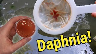 How I Culture Daphnia In Outdoor Tubs [upl. by Setiram]