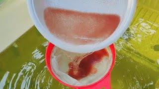 How to culture daphnia  Daphnia culture  How to grow daphnia outdoor [upl. by Laroc]