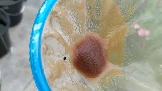 How to culture daphnia moina in a small container Part 1 English Subtitle [upl. by Schiff924]