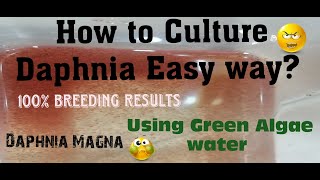 Daphnia MagnaHow to Culture Daphnia Easy wayCulturing Daphnia using Green water Daphnia [upl. by Kered34]