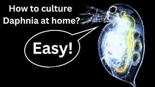 BEST Live Fish Food Beginner guide How to Culture Daphnia at home [upl. by Oleic201]