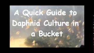 How to culture daphnia outside [upl. by Maier508]