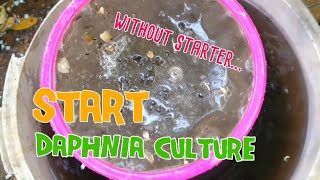 How to culture daphnia moina the easy way 1  Starting the Daphnia culture [upl. by Nosnaj]