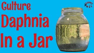 How to Culture Daphnia in a Jar [upl. by Thunell]