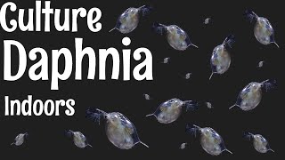 How to Culture Daphnia [upl. by Seta840]