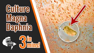 How to culture DAPHNIA MAGNA  The easy way [upl. by Larimore230]