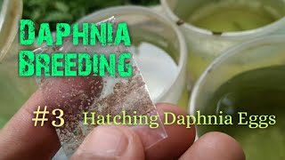 Daphnia Culture made simple and easy 3  Hatching Daphnia eggs [upl. by Bryna]