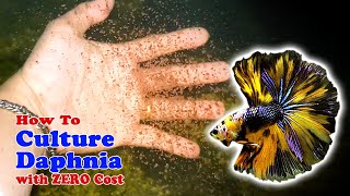 How to Culture Daphnia with ZERO Cost  Unlimited Live Food For Our Fish [upl. by Daryl]