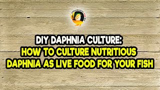 DIY Daphnia Culture How to Culture Nutritious Daphnia as Live Food for Your Fish [upl. by Britton]