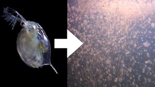 How I Culture Daphnia [upl. by Nnalatsyrc591]