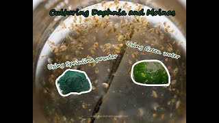 How To Culture Daphnia and Moinas using Green Water Spirulina powder [upl. by Milo]