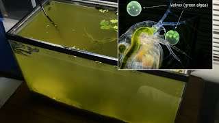 Raising Daphnia for the Freshwater Aquarium [upl. by Ahcropal]