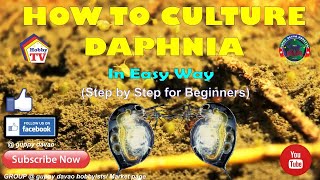 HOW TO CULTURE DAPHNIA In Easy Way [upl. by Compte]